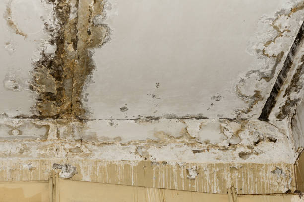 Best Air Quality Testing for Mold Spores  in Opp, AL