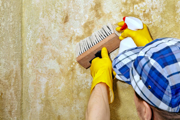 Best Mold Documentation for Insurance Claims  in Opp, AL