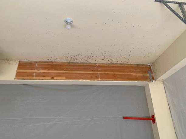 Best Mold Damage Restoration  in Opp, AL
